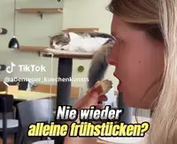Café Katzentempel: Kaffee genießen mit Samtpfoten