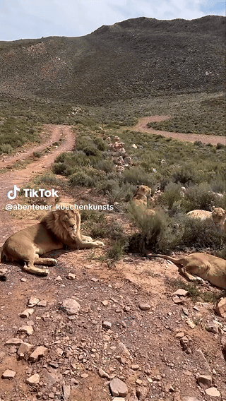 Safari Südafrika: Unvergessliche Begegnungen mit den Big Five